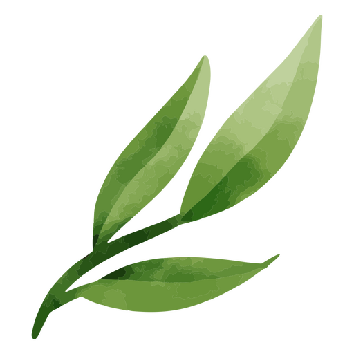 Planta de acuarela delicada botánica Diseño PNG