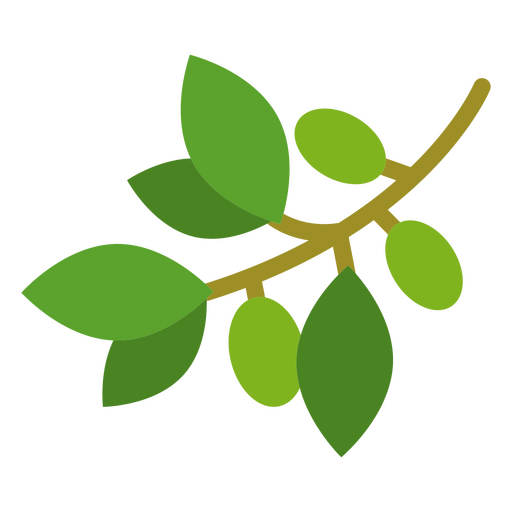 Olive botanical nature icon