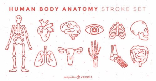 Conjunto de trazos de elementos del cuerpo de anatomía