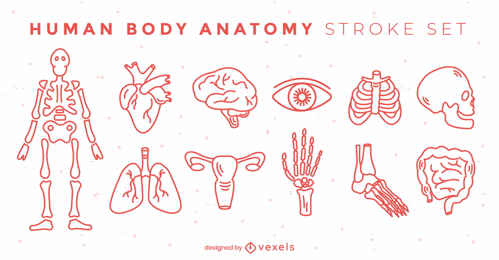 Anatomie Körperelemente Strichsatz