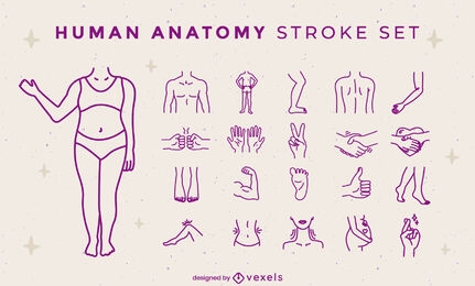 Conjunto de trazos de partes del cuerpo de anatomía humana