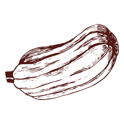 Delicata ab?bora desenhada ? m?o Desenho PNG