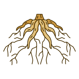 Baumwurzeln-Design PNG-Design