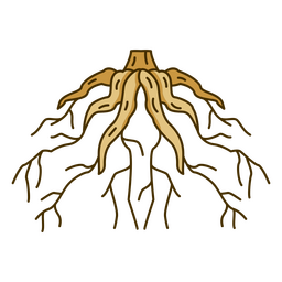 Tree roots design PNG Design