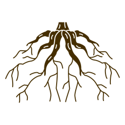 Tree Roots Drawing Png