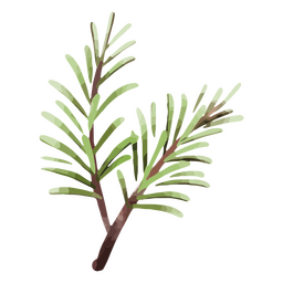 Ramo de alecrim Desenho PNG