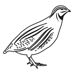 quail clip art black white