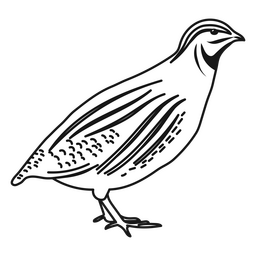 Pájaro de codorniz detallado Diseño PNG
