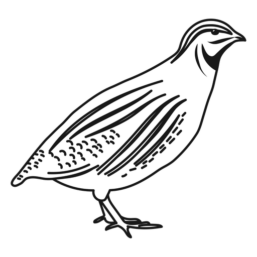 Detaillierter Wachtelvogel PNG-Design