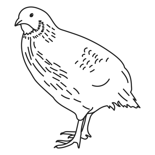 Detailed quail PNG Design