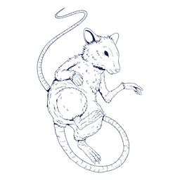 Rat chinese zodiac PNG Design