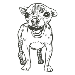 Chihuahua enojado realista Diseño PNG