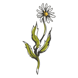 Detailed cottagecor daisy flower PNG Design