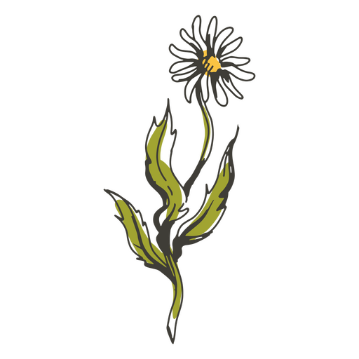 Flor detalhada da margarida cottagecor Desenho PNG