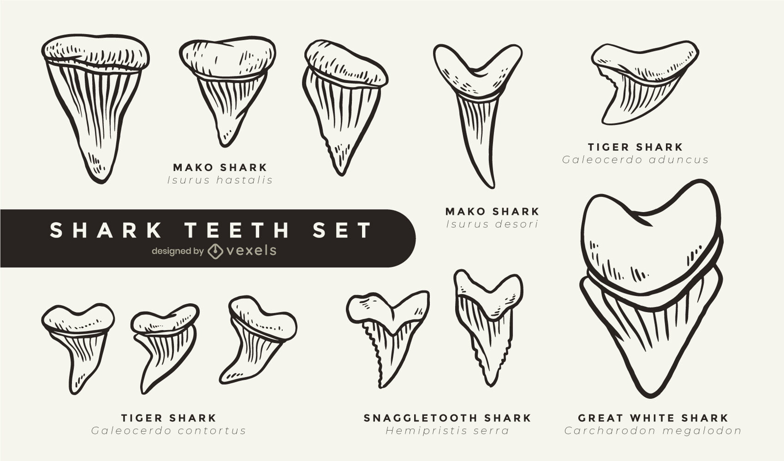 Dentes de tubar?o legal definido curso preenchido