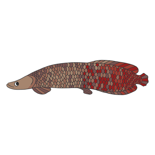 Colored arapaima fish PNG Design