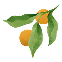 Laranjas e folhas texturizadas Desenho PNG
