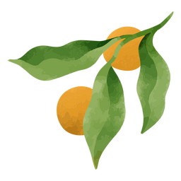 Oranges and leaves textured Transparent PNG