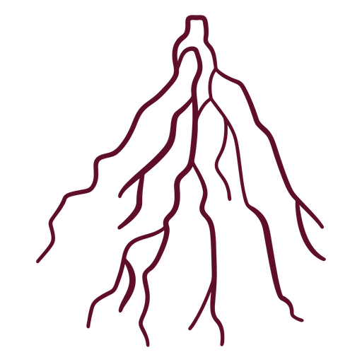 Curso de raízes botânico Desenho PNG