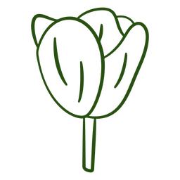 Tulip stroke botanical