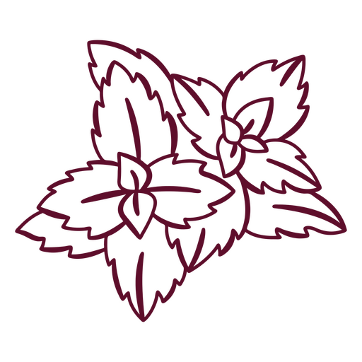 Coleus stroke botanical PNG Design