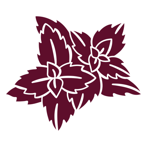 Coleus recortado botânico Desenho PNG