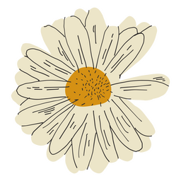 Flor de margarida branca semi plana Transparent PNG