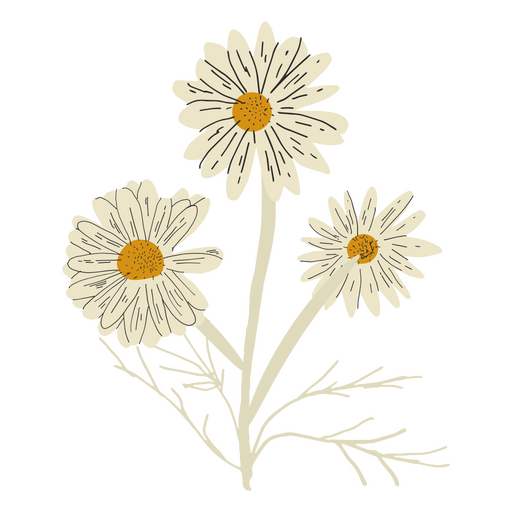 Lindas flores silvestres blancas Diseño PNG