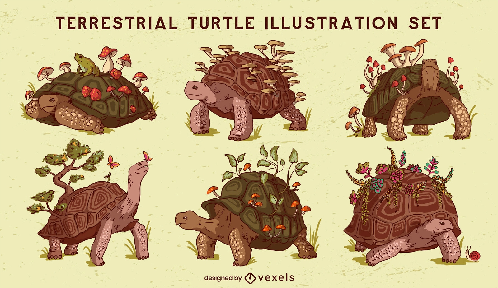 Terrestrial turtle animals nature set