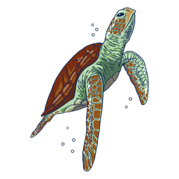 Sea turtle illustration swimming up PNG Design