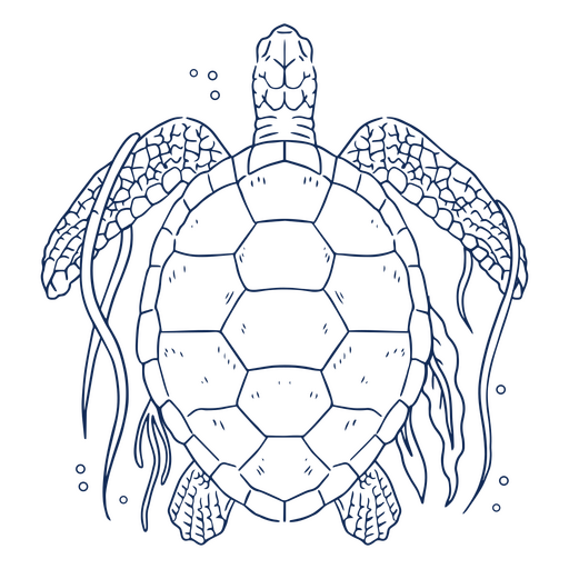 Tartaruga marinha com algas do curso superior