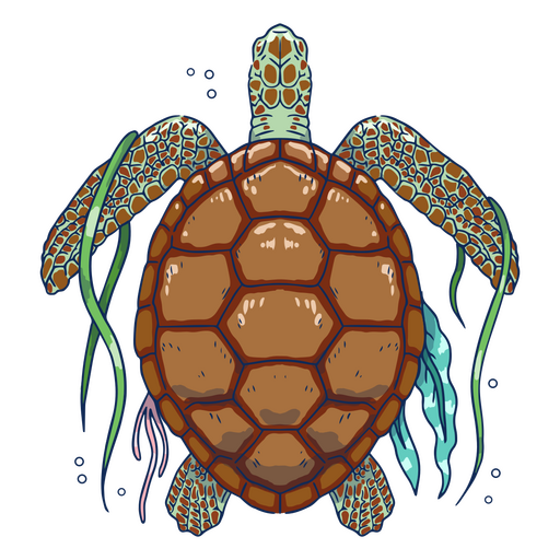 Sea turtle with algae from top illustration