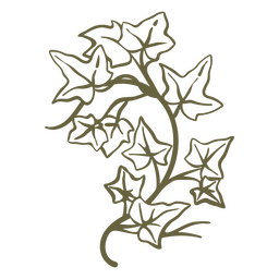 Hojas de hiedra y trazo de elemento de rama. Diseño PNG