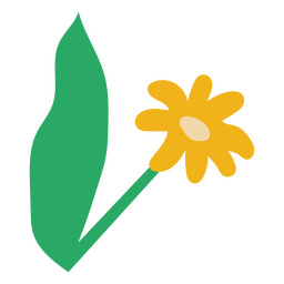 Flor amarela lisa da margarida e da folha