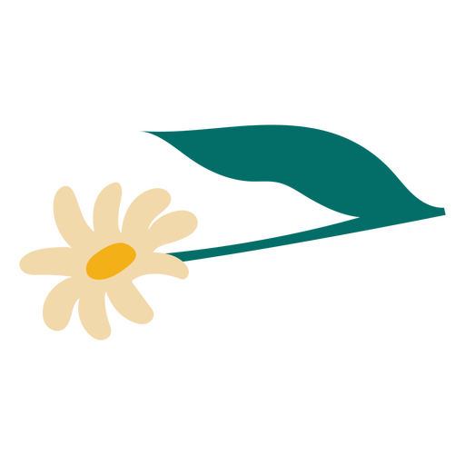 Margarida plana de flor e folha