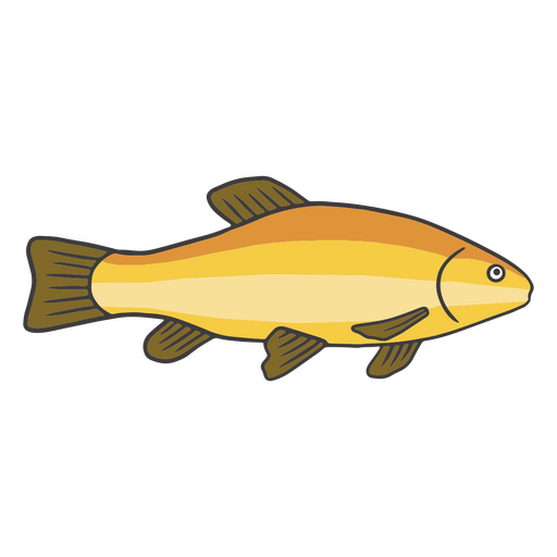 Curso de cor de peixe laranja e amarelo