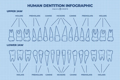 Human teeth anatomy dentist blueprint