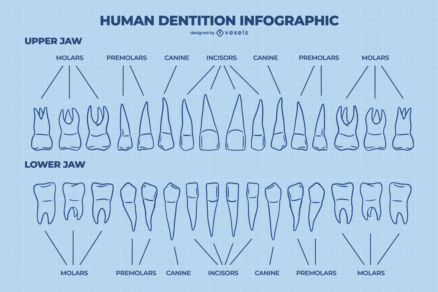 Bauplan des Zahnarztes für die Anatomie der menschlichen Zähne