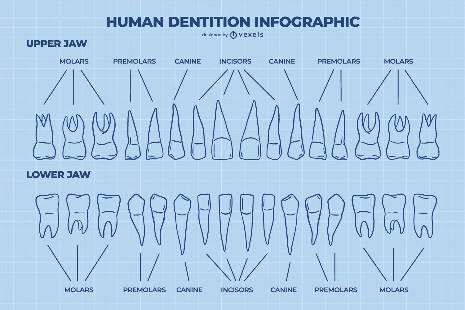 Plano de dentista de anatomía de dientes humanos