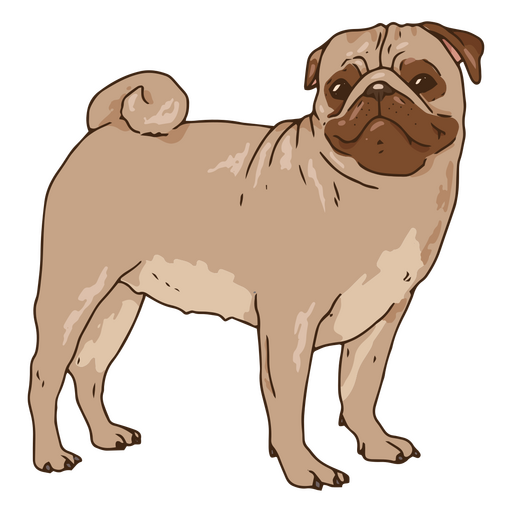 Ilustração de Pug feliz Desenho PNG