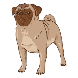 Pug illustration serious PNG Design