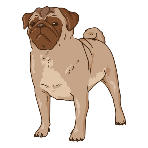 Ilustração de Pug sério Desenho PNG