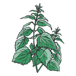 Folhas verdes desenhadas à mão Desenho PNG