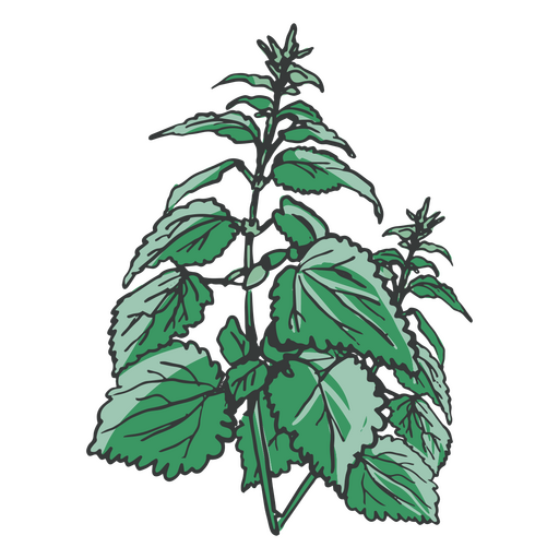 Grüne Blätter von Hand gezeichnet PNG-Design