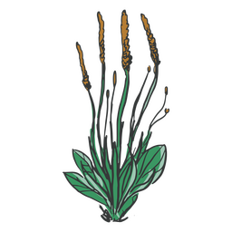 Blumen und Blätter von Hand gezeichnet PNG-Design