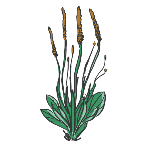 Blumen und Blätter von Hand gezeichnet PNG-Design