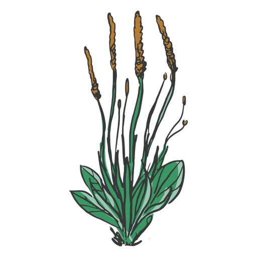 Flores y hojas dibujadas a mano. Diseño PNG