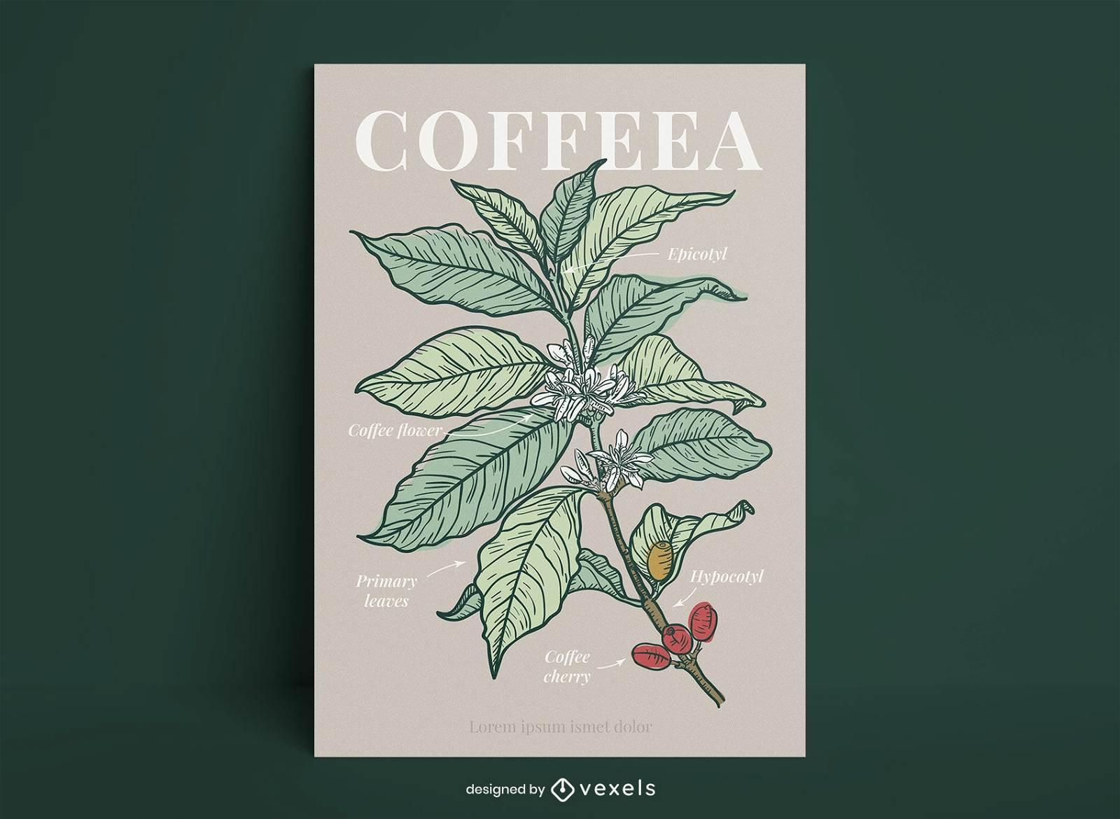 Design de cartaz de espécies de plantas coffeea