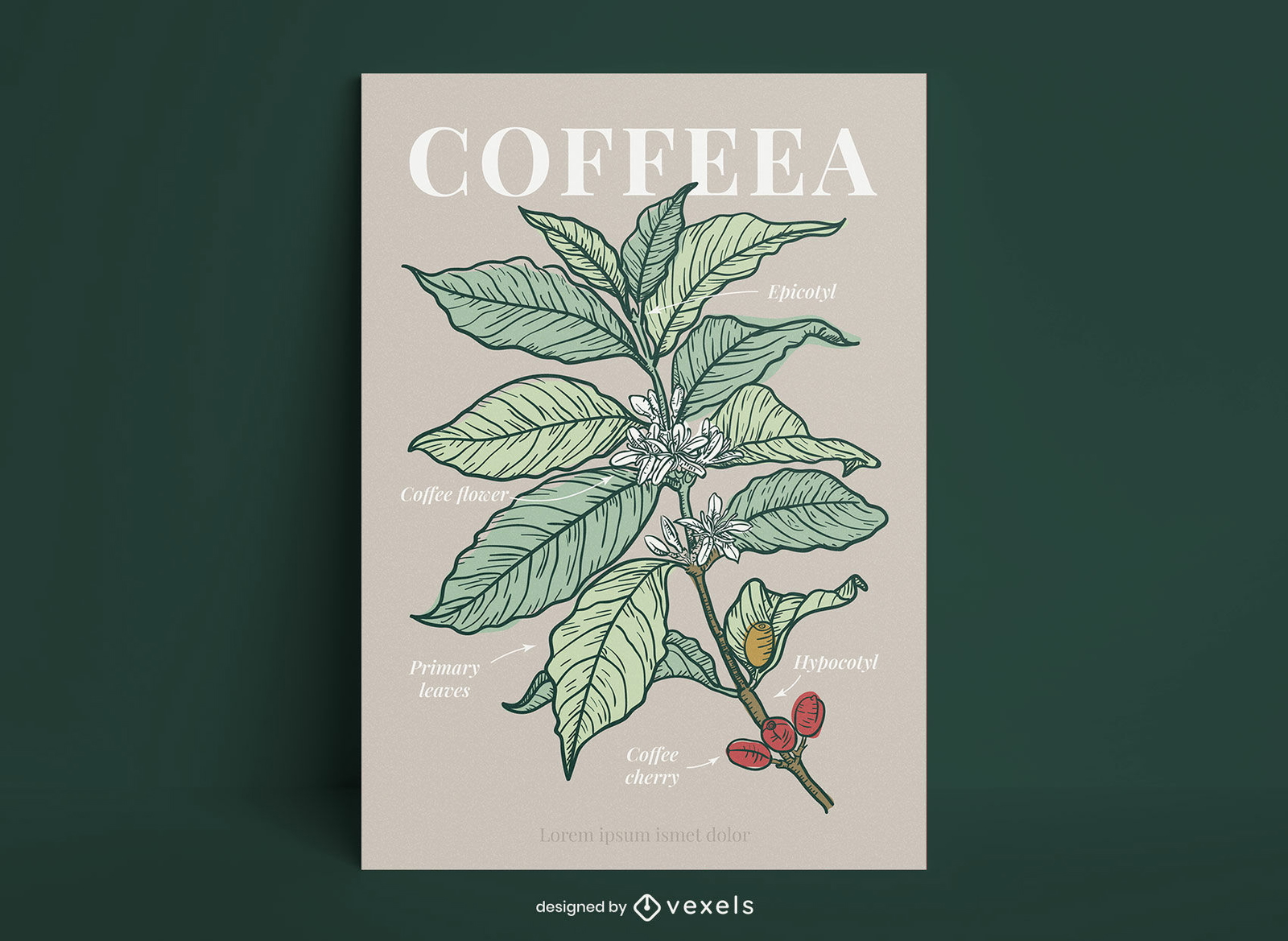 Design de cartaz de espécies de plantas coffeea