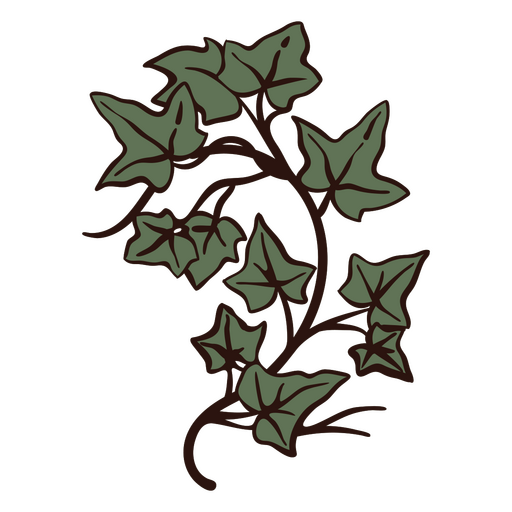 Efeu-Pflanzen-Bild PNG-Design